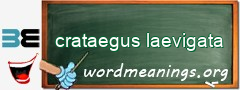 WordMeaning blackboard for crataegus laevigata